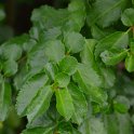 Azara serrata (2)